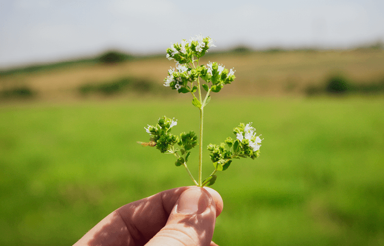 Anpario's unique oregano plant produces consistent quality product